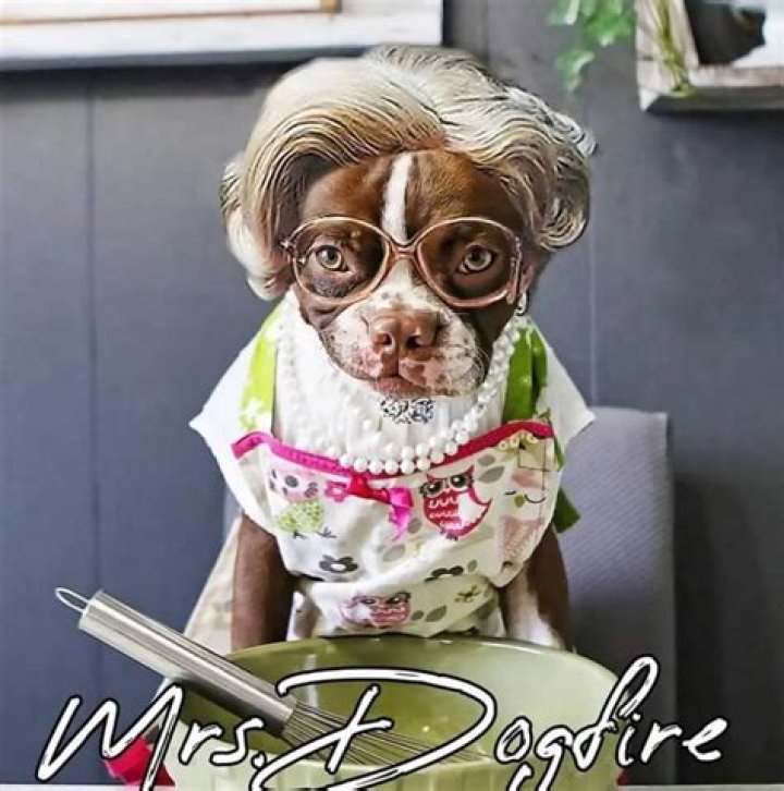 Thor the Brown Boston as Mrs. Dogfire